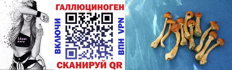Купить  Баксан  Галлюциногенные грибы GOLDEN TEACHER 